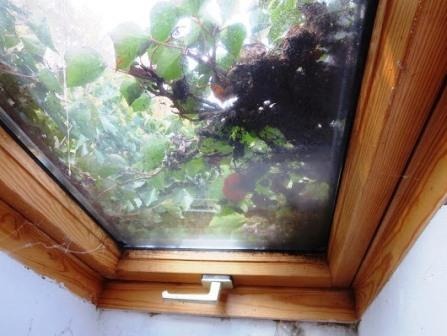 Fensterbegrünung