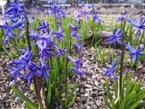 Gartenbild 9