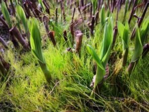 Bilder zum Frühlingsanfang