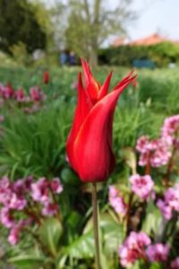 Gartenbilder im April