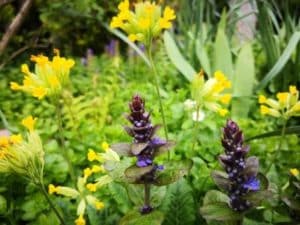 Gartenbilder im April: Günsel