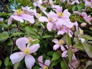 Gartenbilder im April