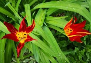 Tulpen