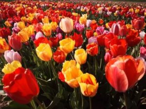 Tulpenfeld