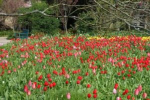 Tulpenfeld