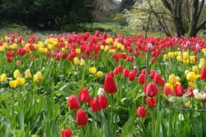 Tulpen im April
