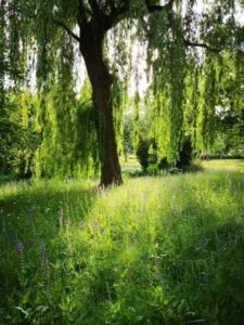 Bäume im Garten