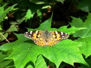 Schmetterling