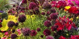 Gartenbilder im Juli