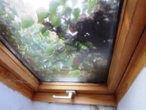 Dachfenster