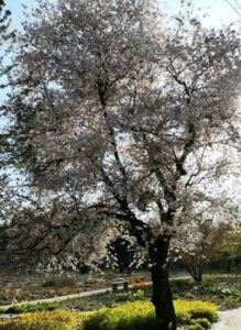 BotanischerGarten-Mainz