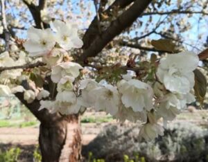 Baumblüte