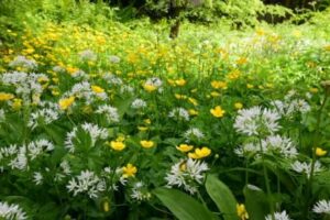 Naturfotografie-Naturmotive-im-Mai